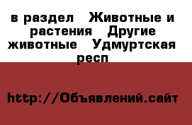  в раздел : Животные и растения » Другие животные . Удмуртская респ.